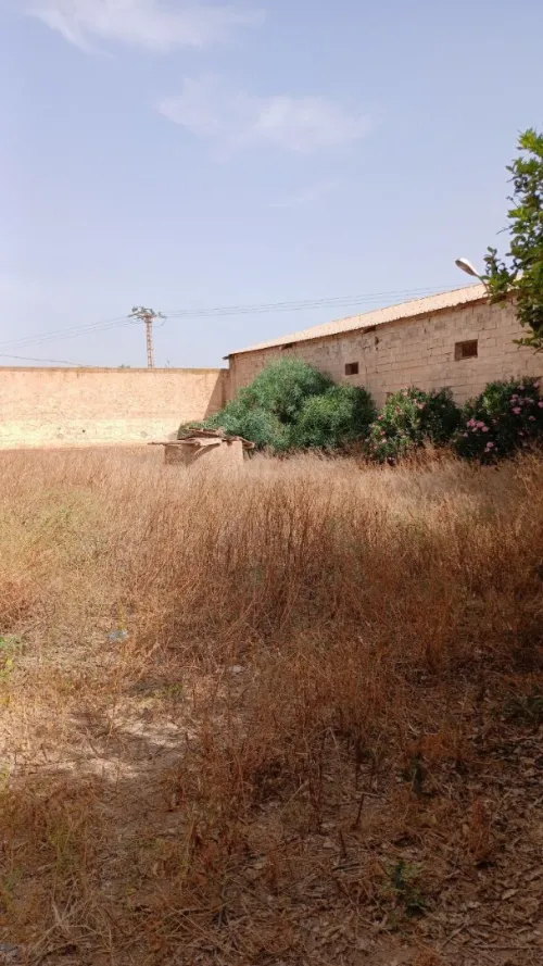 Vente Hangar Mostaganem Souaflia