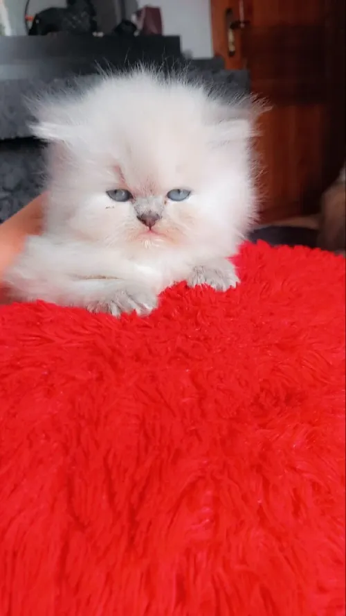 Garderie de chats 