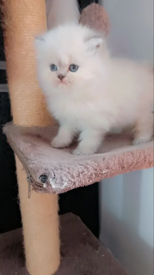 Garderie de chats 