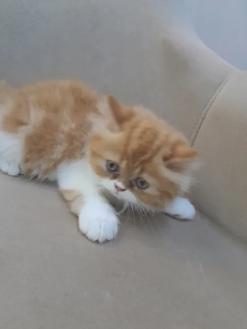 Chat persan moon face 