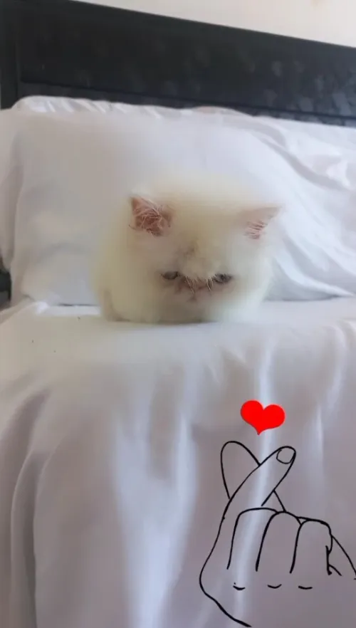 Chat persan 