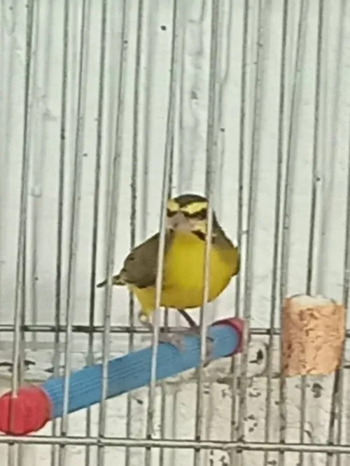 طائر سورة موزمبيق