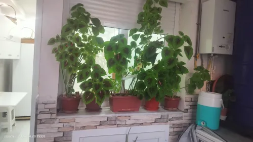 Location Appartement F3 Sétif Setif