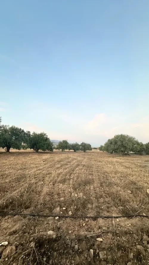 Vente Terrain Agricole Bouira Mchedallah