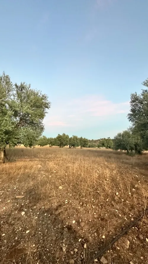 Vente Terrain Agricole Bouira Mchedallah