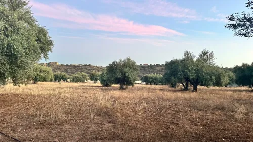 Vente Terrain Agricole Bouira Mchedallah