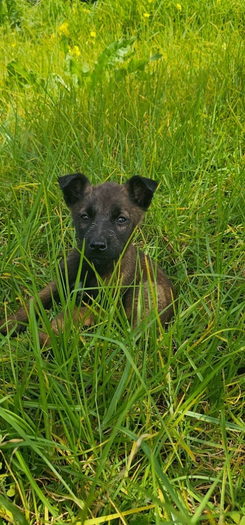 Berger malinois
