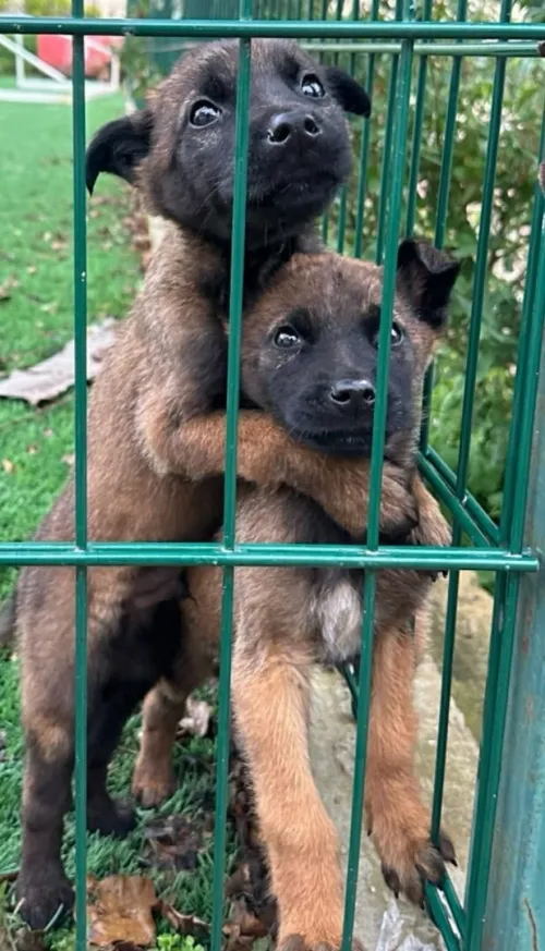 Berger malinois