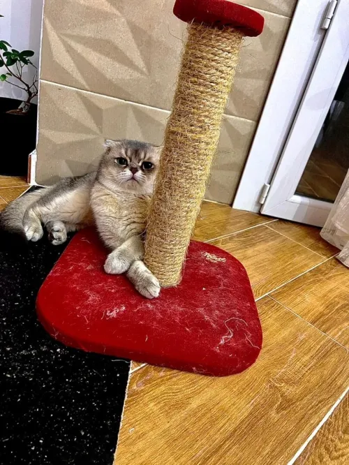Un chat scottich fold