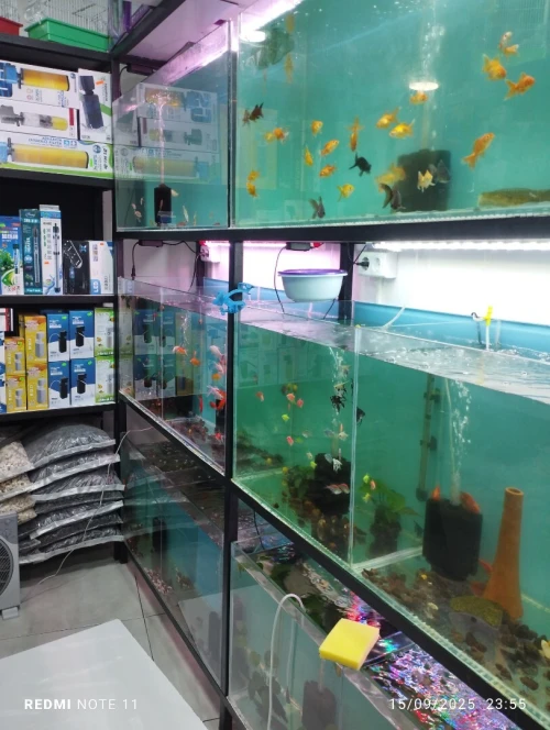 Aquarium sur mesure chez AQUA DZ