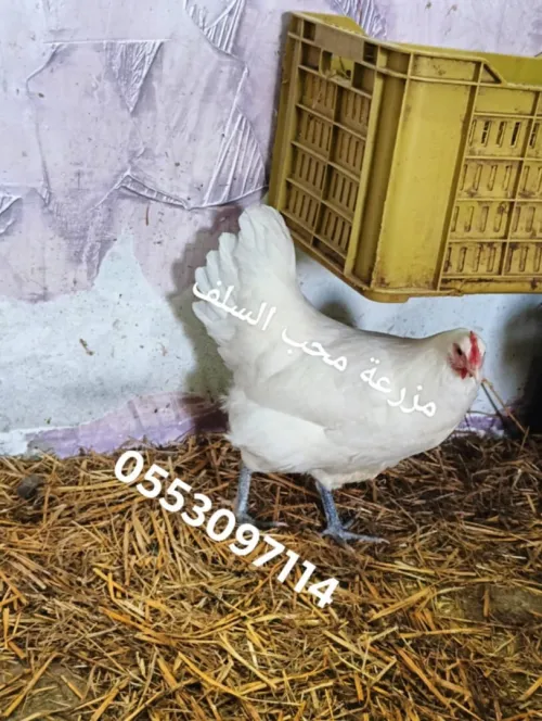 مربي دجاج الزينة 