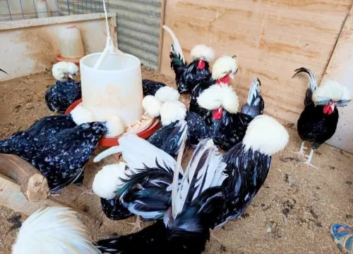 مربي دجاج الزينة 