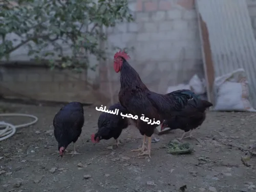 مربي دجاج الزينة 