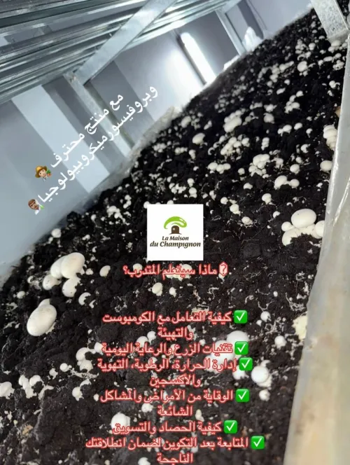 Fomation de production champignon parisien دورة لإنتاج الفطر 