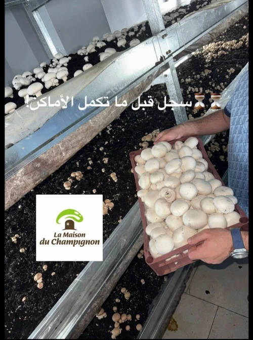 Fomation de production champignon parisien دورة لإنتاج الفطر 