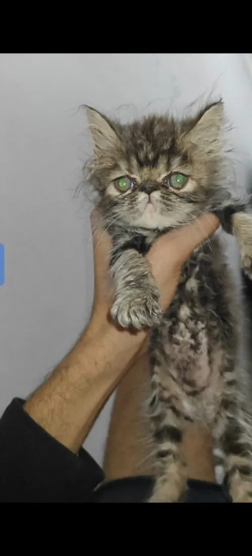 Chat Persan himalayen