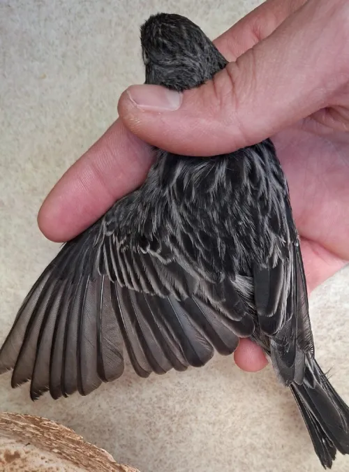 Canari noir blanc
