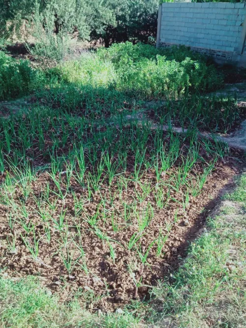 Vente Terrain Bouira Ahnif