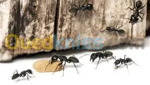 dératisation désinsectisation 3D