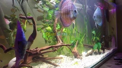 Fabrication des aquariums