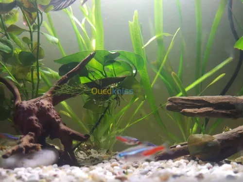 Fabrication des aquariums