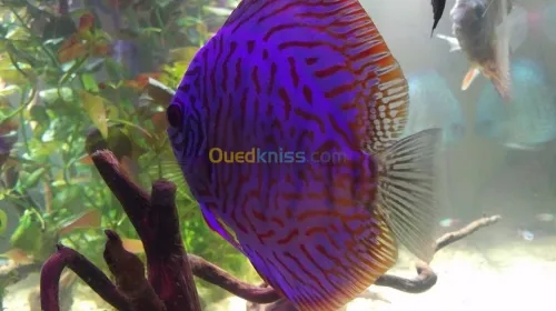 Fabrication des aquariums