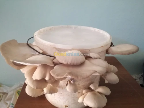 Mycélium champignons