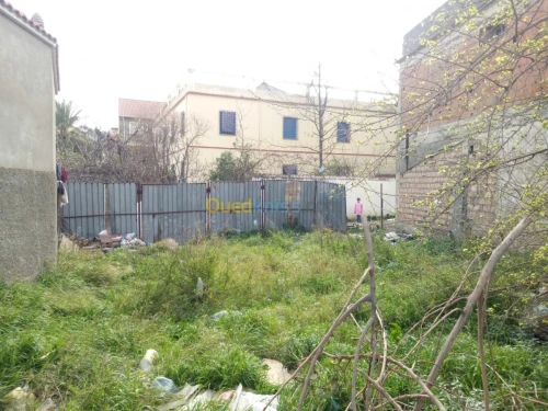 Vente Terrain Blida Blida