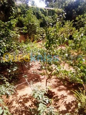 Location Villa Alger El biar