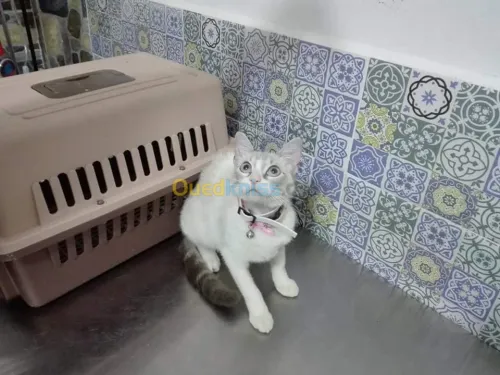   Cabinet vétérinaire el Harrach 