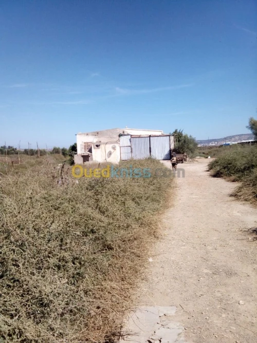 Vente Terrain Agricole Mostaganem Mostaganem