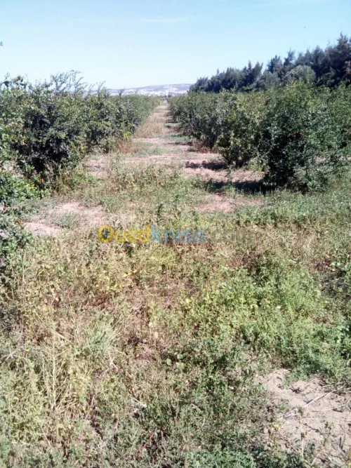 Vente Terrain Agricole Mostaganem Mostaganem
