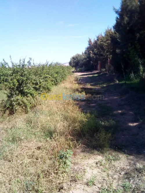 Vente Terrain Agricole Mostaganem Mostaganem