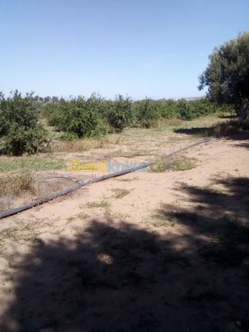 Vente Terrain Agricole Mostaganem Mostaganem