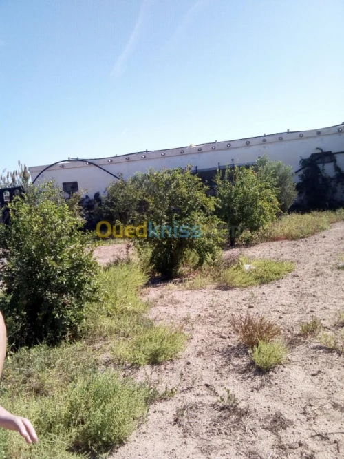 Vente Terrain Agricole Mostaganem Mostaganem