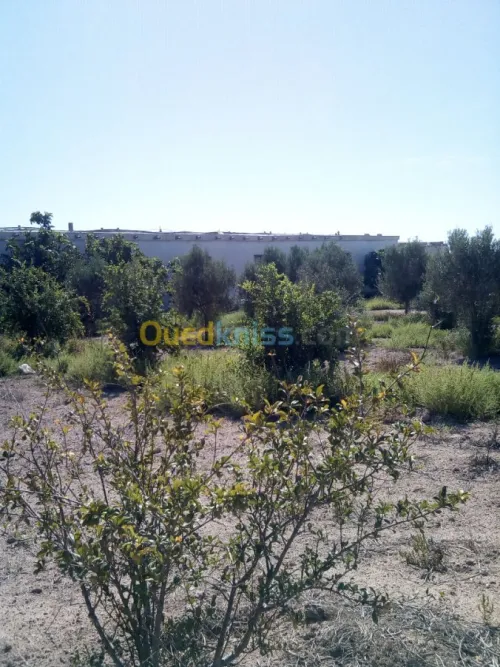 Vente Terrain Agricole Mostaganem Mostaganem