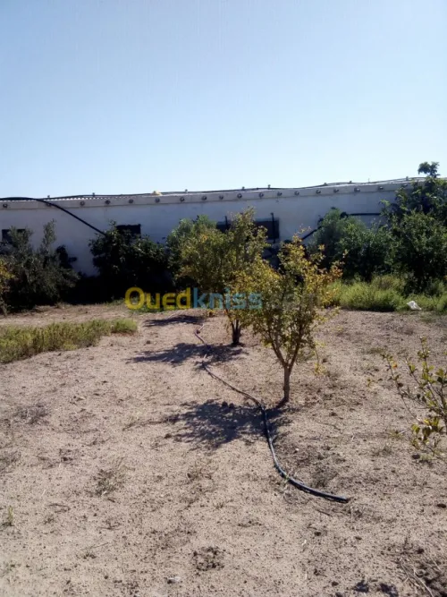 Vente Terrain Agricole Mostaganem Mostaganem
