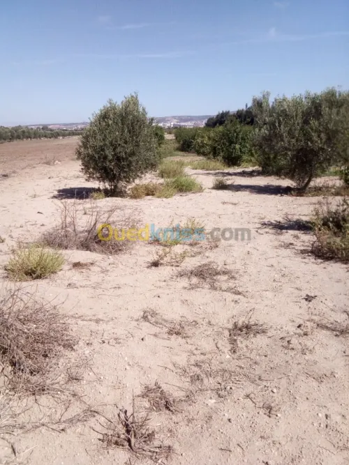 Vente Terrain Agricole Mostaganem Mostaganem