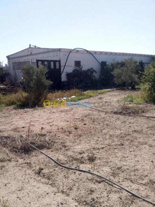 Vente Terrain Agricole Mostaganem Mostaganem