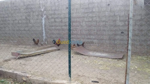 Vente Terrain Agricole Tlemcen Hennaya
