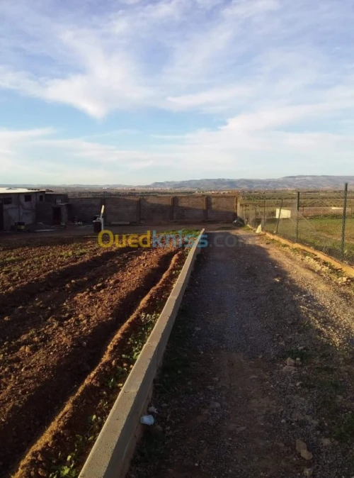 Vente Terrain Agricole Tlemcen Hennaya
