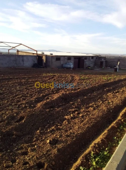 Vente Terrain Agricole Tlemcen Hennaya
