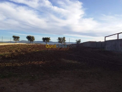 Vente Terrain Agricole Tlemcen Hennaya