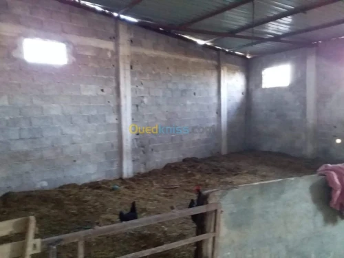 Vente Terrain Agricole Tlemcen Hennaya
