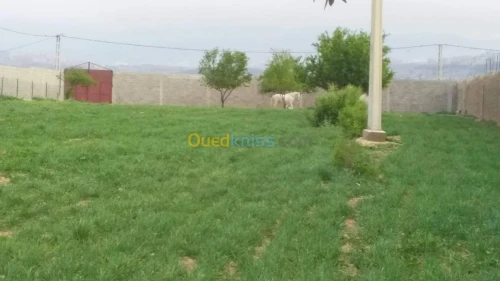 Vente Terrain Agricole Tlemcen Hennaya