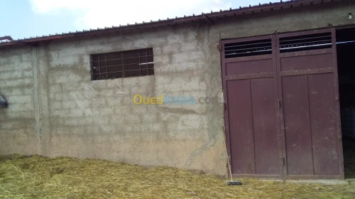 Vente Terrain Agricole Tlemcen Hennaya