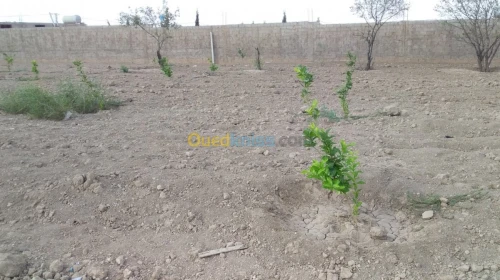 Vente Terrain Agricole Tlemcen Hennaya