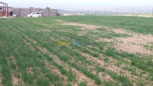 Vente Terrain Agricole Tlemcen Hennaya