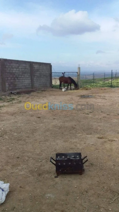 Vente Terrain Agricole Tlemcen Hennaya