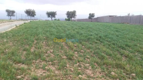 Vente Terrain Agricole Tlemcen Hennaya